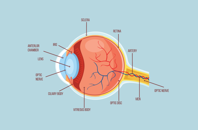 Eye Anatomy  ditki medical and biological sciences